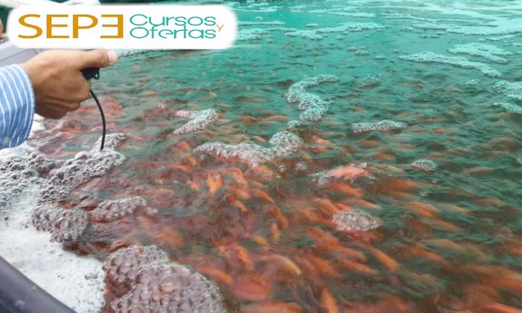 curso de analista de indicadores